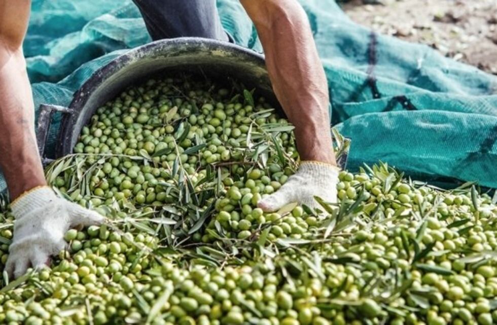 Robaron 600 kilos de aceitunas en una finca de Aimogasta