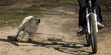 Un perro atacó a un chico de 11 años y lo mandó al Hospital\u002E