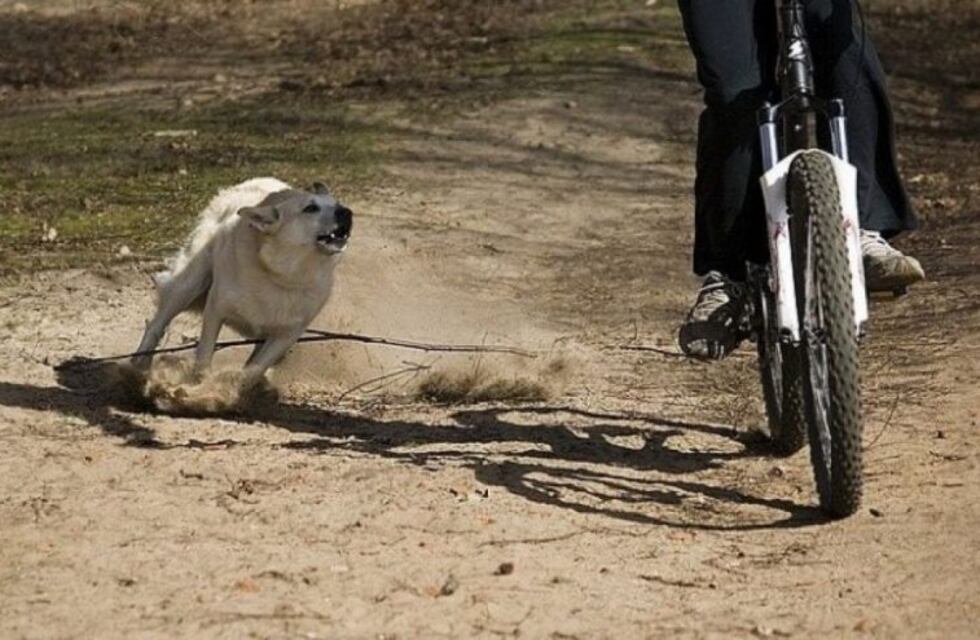 Niño fue atacado por un perro y está en el Hospital