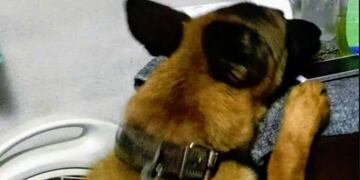 El perro Byron de la FPA otra vez detectó droga enterrada en el patio de una casa de San Francisco\u002E (FPA)