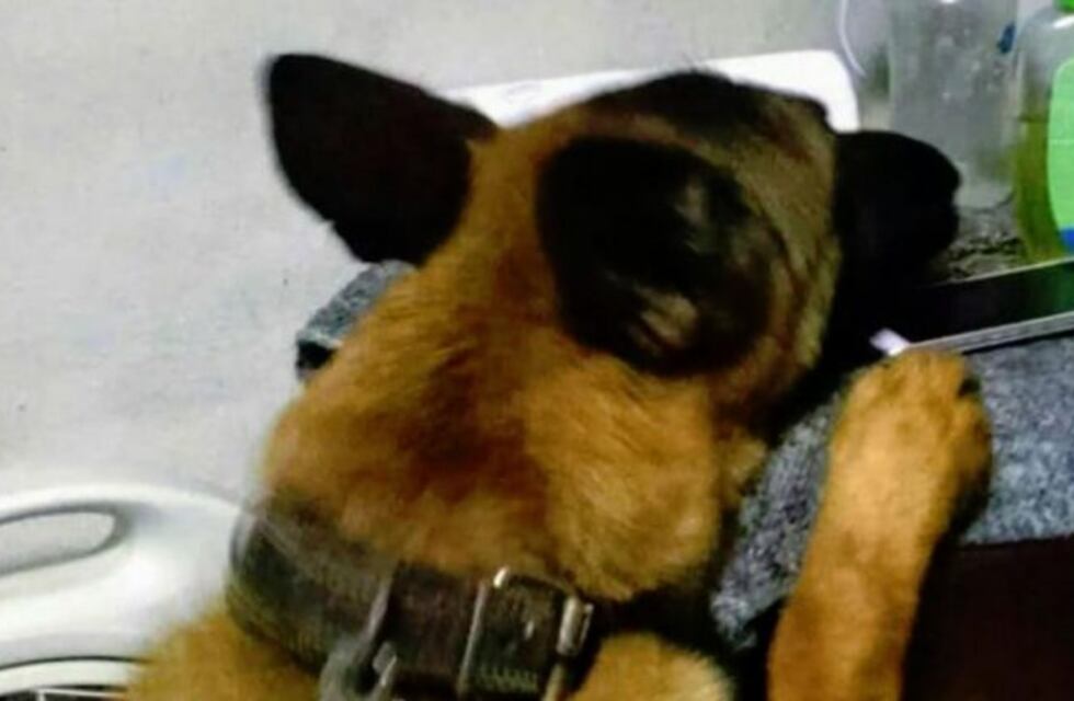 Enterraba cocaína en el patio de su casa pero el perro Byron de la FPA la encontró