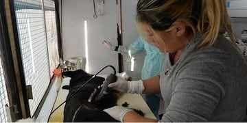 castración Bahía Blanca