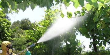 Alerta roja: la Nación no dará fondos para combatir la lobesia