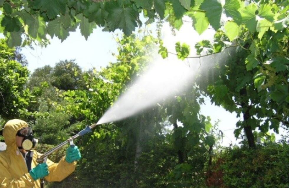 Vitivinicultura en alerta roja: la Nación no entregará fondos para combatir la lobesia