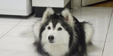 Husky (Foto/Upsocl\u002Ecom)