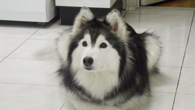 Husky (Foto/Upsocl\u002Ecom)