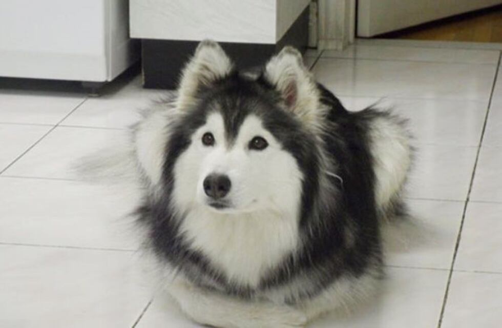 Tally, la perra que fue criada por gatos y ahora cree que es uno de ellos