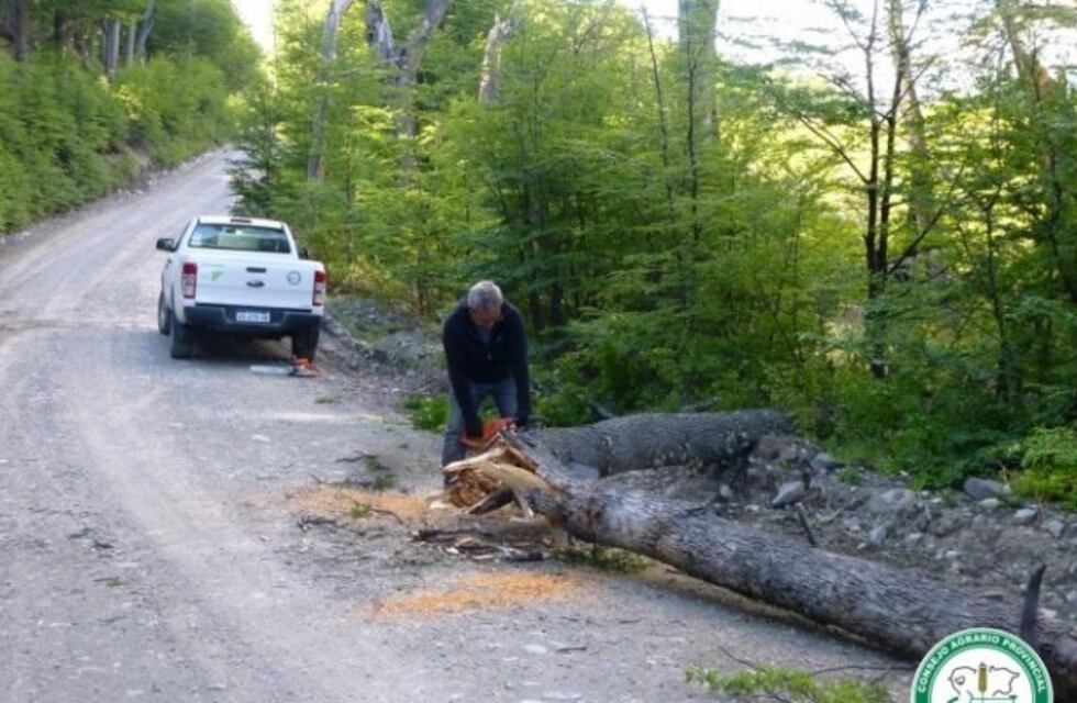 El Chaltén : brigada forestal realiza trabajos de despeje
