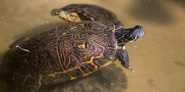 Encontraron una tortuga dentro de la vagina de una joven inglesa (Web)