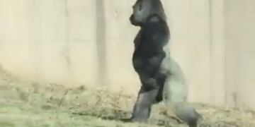 Aseguran que el "gorila" se mueve en un radio de un kilómetro y medio