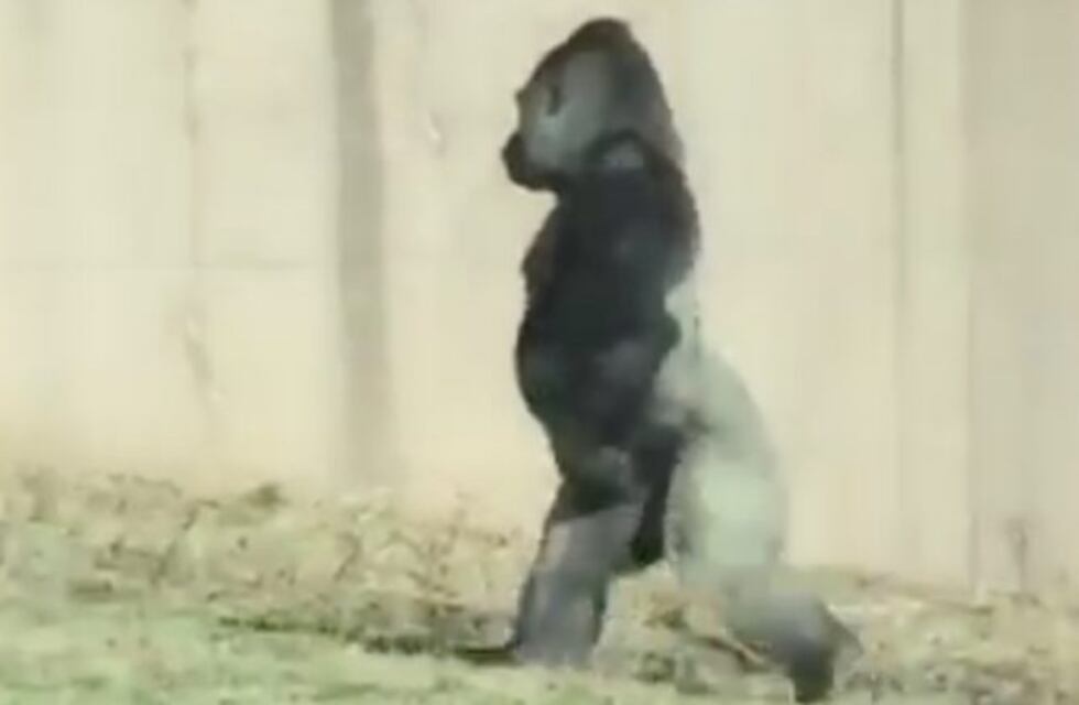 Aseguran que el "gorila" se mueve en un radio de un kilómetro y medio