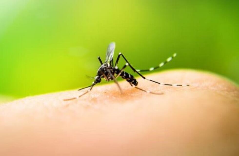 Desde Vigilancia Epidemiológica estudian dos posibles casos de dengue en Iguazú