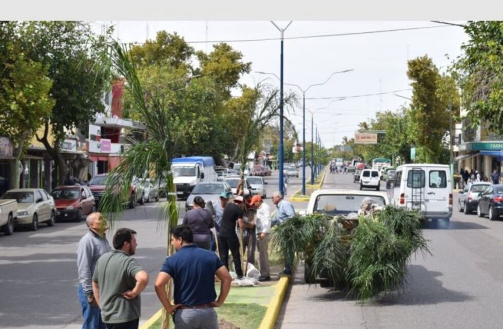 Plantaron palmeras para embellecer una diagonal y en menos de un día robaron 6