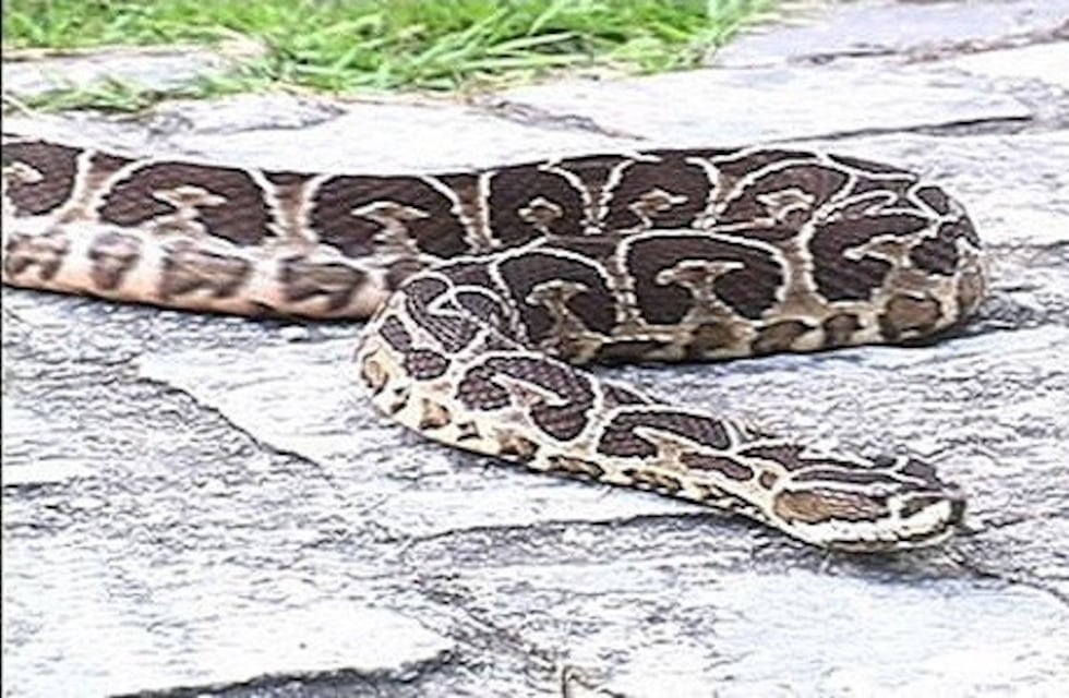 Encontraron una yarará venenosa en una cantera de Sierras Bayas