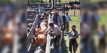 Ruralistas refuerzan la prevención de fiebre aftosa y brucelosis