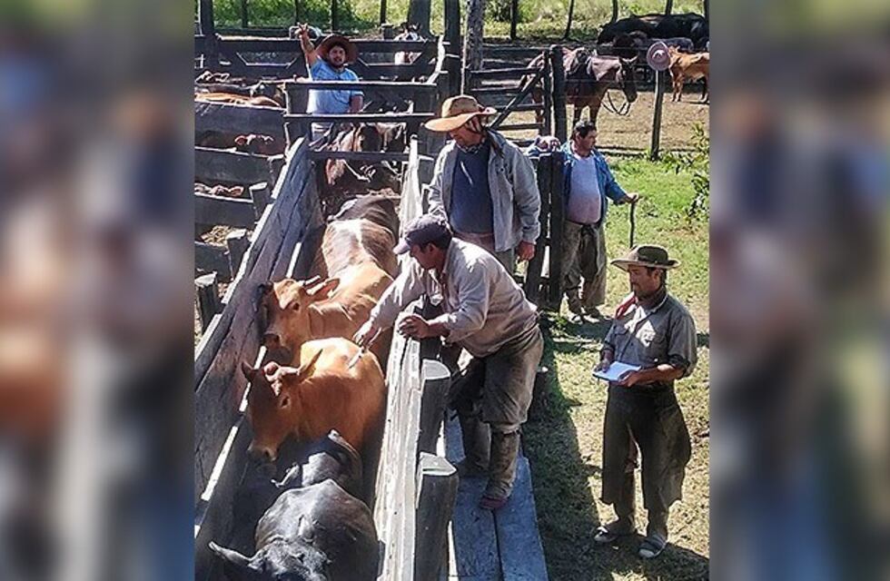 Ruralistas refuerzan la prevención de fiebre aftosa y brucelosis