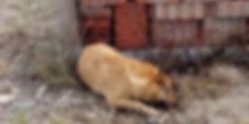 Perros envenenados en San Luis, Salta