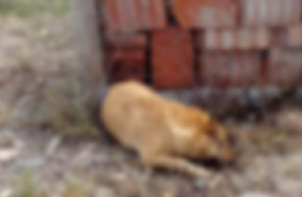 Se complica la situación de los acusados del envenenamiento masivo en San Luis