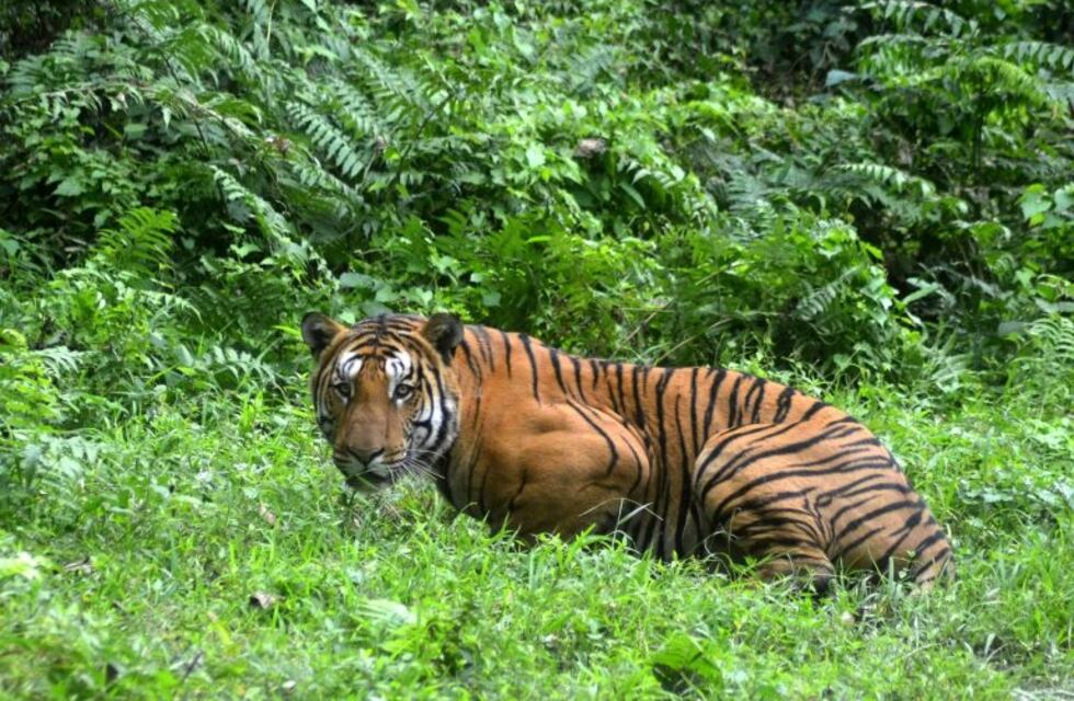 Se hizo el muerto ante el ataque de un tigre de Bengala y logró escapar