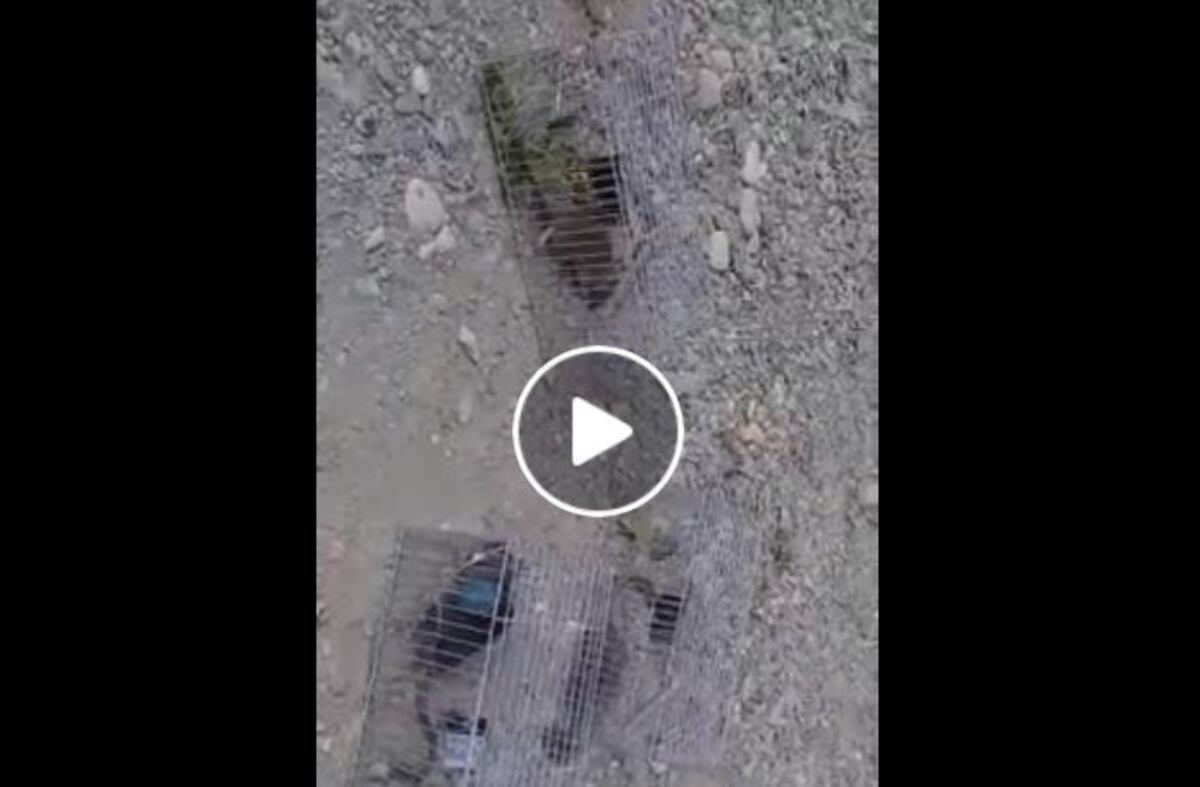 Capturan 9 ratas en una vivienda\u002E