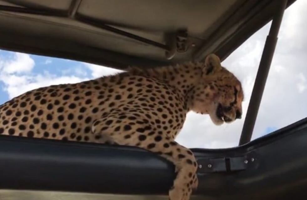 Una chita se metió en el auto de un grupo de turistas y pasaron del miedo a las selfies