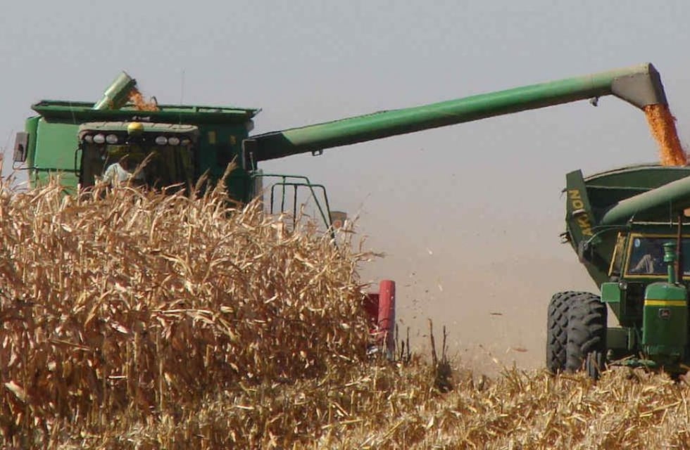 Calculo de las pérdidas en la cosecha de maíz