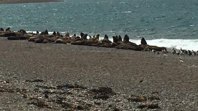 Reserva de lobos marinos en Caleta Olivia