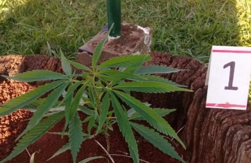 Hallaron una planta de marihuana en la Plaza de la Mujer de Campo Grande