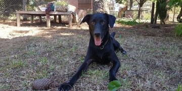 Descubren qué función cumple la nariz de los perros (Foto: Chispas/Juliana Argañaraz)