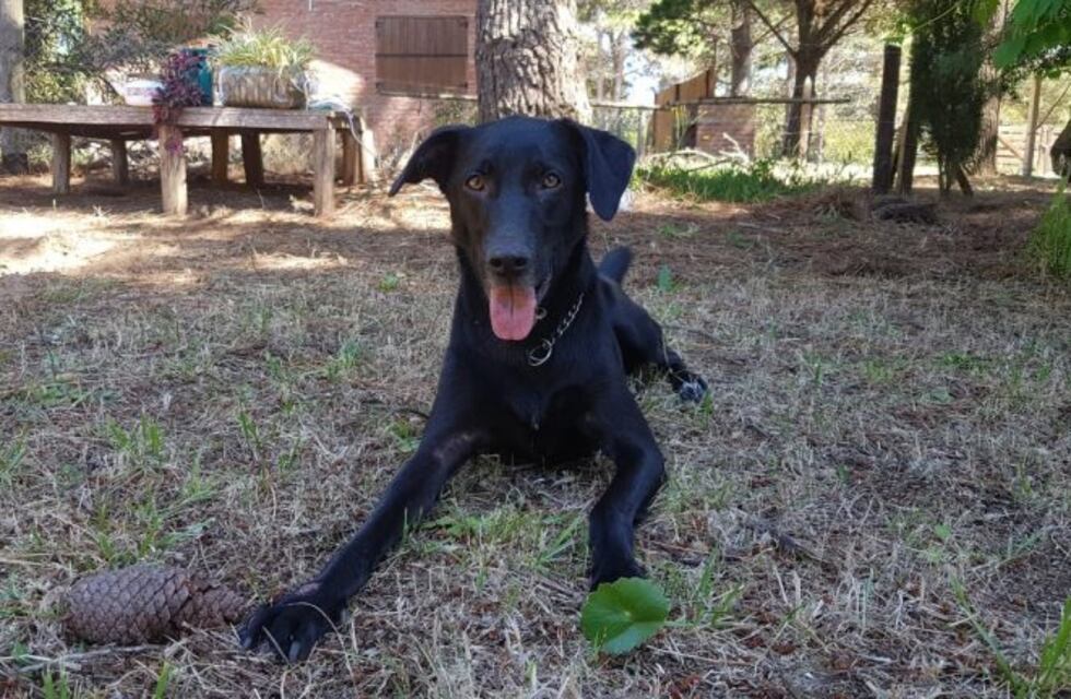Descubrieron que la nariz de los perros cumple una inédita función