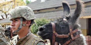 Llamas en el Ejército\u002E (Facebook V Brigada de Montaña)