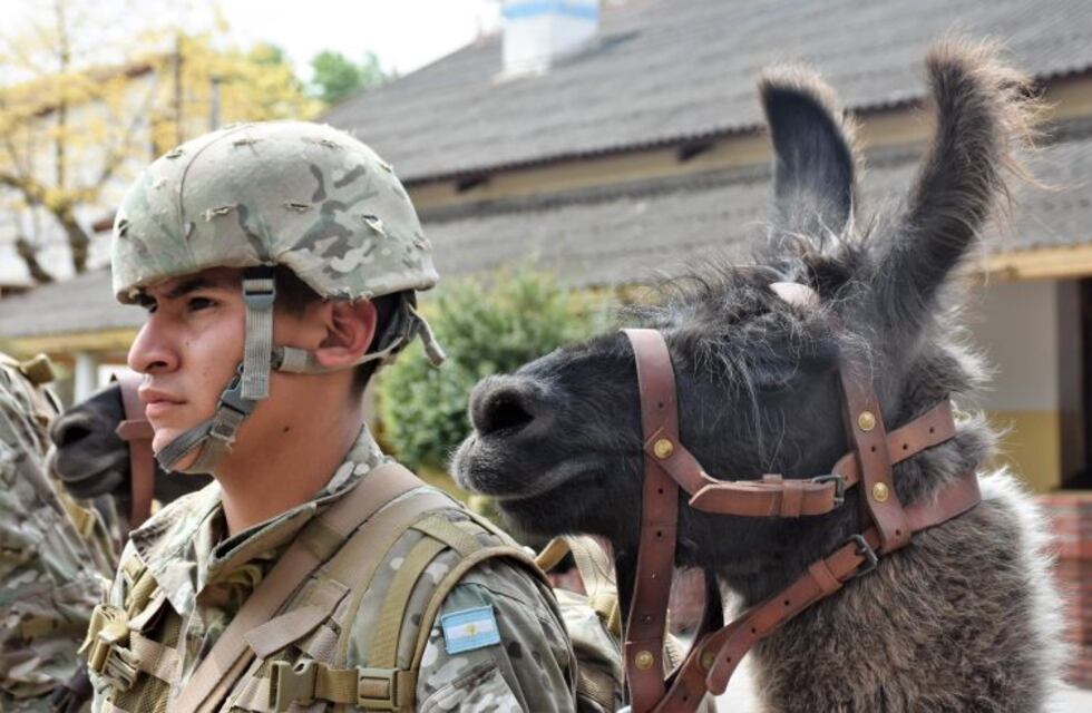 Para optimizar los operativos de montaña, el Ejército sumó llamas a sus filas