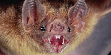 Mar del Plata: un murciélago con rabia mordió a un nene de 6 años