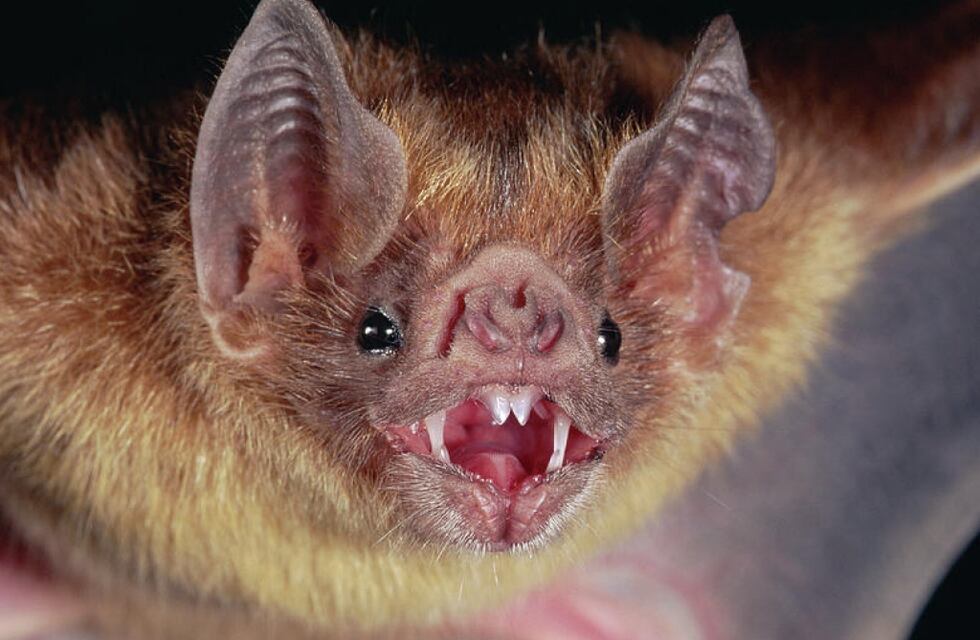 Detectaron un caso de rabia en el barrio Villa del Parque