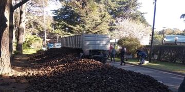 Distribución de papas