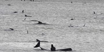 En Las Grutas, un kayakista estuvo cara a cara con tres ballenas