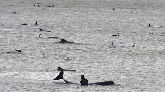 En Las Grutas, un kayakista estuvo cara a cara con tres ballenas