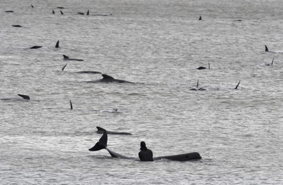 En Las Grutas, un kayakista estuvo cara a cara con tres ballenas