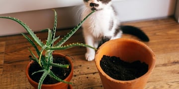 Temporada de vientos: no te tenemos miedo