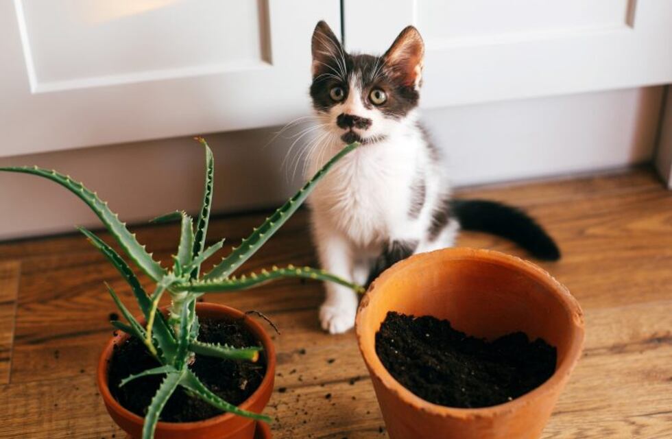 Temporada de vientos: no te tenemos miedo