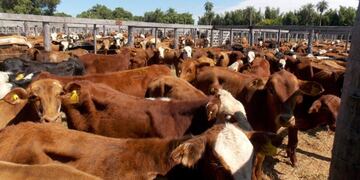 Imagen ilustrativa\u002E Ganado de Corrientes\u002E