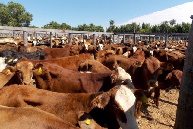 Imagen ilustrativa\u002E Ganado de Corrientes\u002E