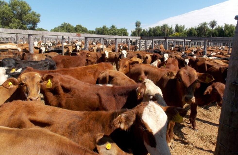 Más repudio correntino al cierre de las exportaciones de carnes