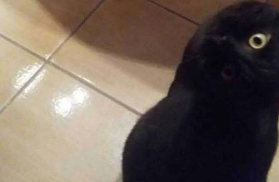 ¿Es un cuervo o un gato?: la foto viral que confunde a todos