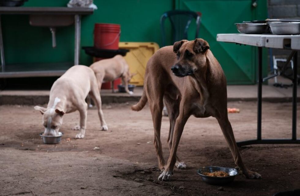 Aparecieron animales muertos y denuncian que fueron envenenados
