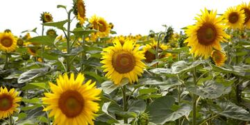 El Ministerio de Agroindustria anunciu00f3 una ayuda oficial para los productores chaqueu00f1os afectados por la sequu00eda y las inundaciones.