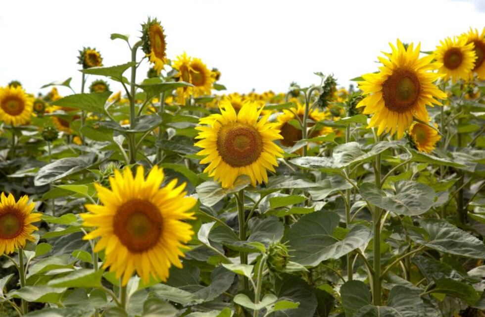 El Gobierno destinó 30 millones de pesos para los productores chaqueños afectados por la sequía e inundaciones