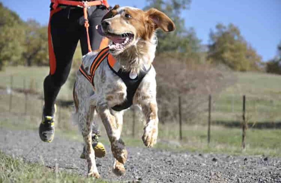 Innovadora y solidaria: se viene la primera "Perrotón Coscoína"