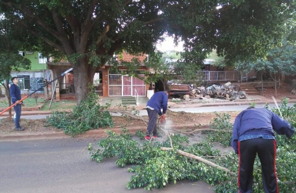 Cómo realizar en Punta Alta la poda con los permisos correspondientes