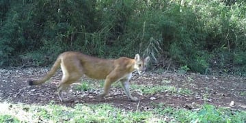 Avistaron a un puma en las instalaciones del Parque Salto Encantado